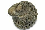 Wide, Perfectly Enrolled Morocops Trilobite - Morocco #323195-1